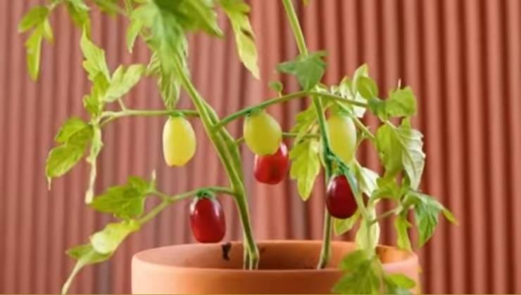 injerto de plantas