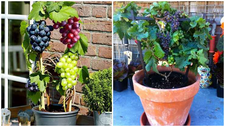 Uvas en maceta