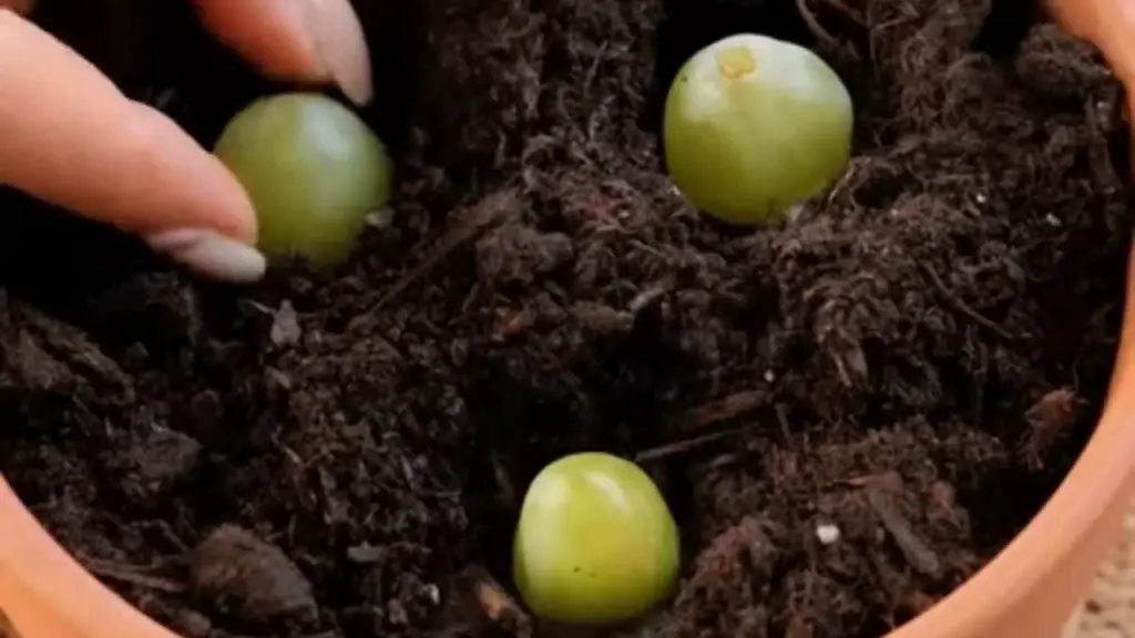 Pon 3 uvas en una maceta llena de tierra: ¿qué sucede 10 días después? – Mis Consejos Jardinería