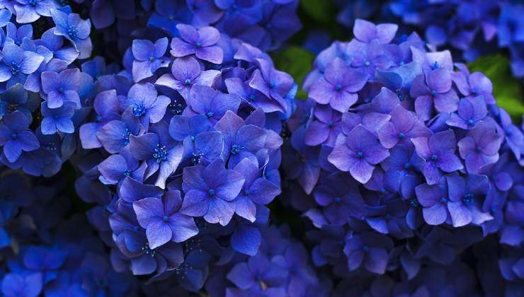 como cambiar el color de la hortensia