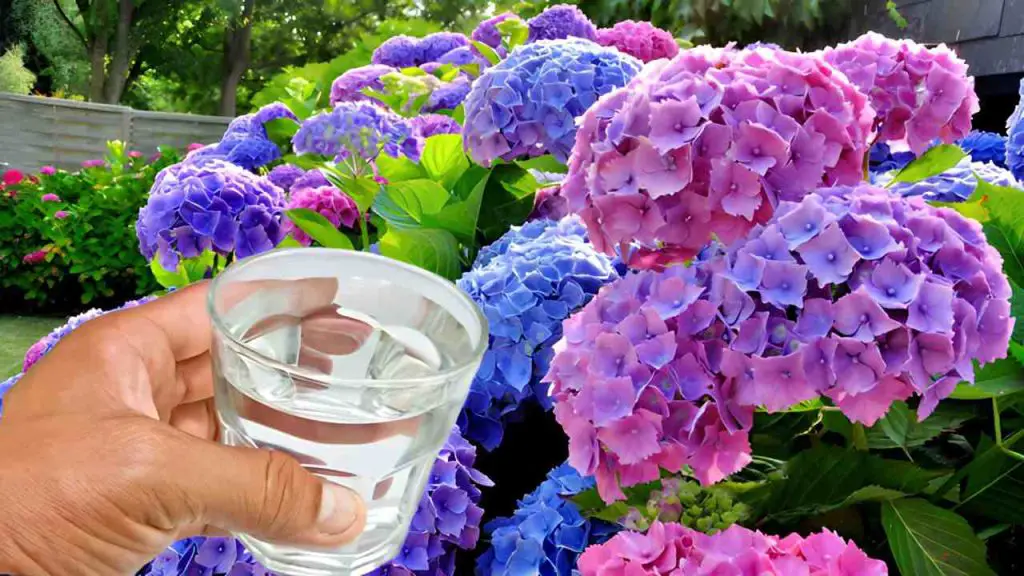 Cómo cambiar el color de tus hermosas hortensias: solo agua del grifo – Mis Consejos Jardinería
