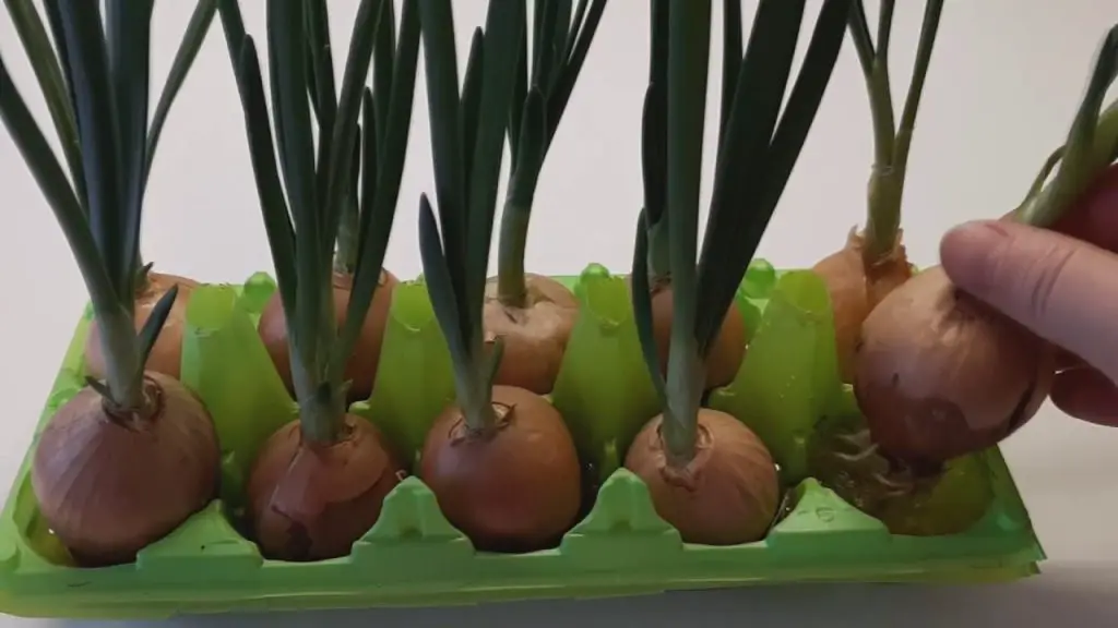 Cómo cultivar un suministro interminable de cebollas – Mis Consejos Jardinería