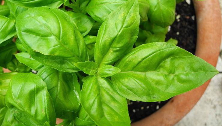 3 pasos para una albahaca exuberante