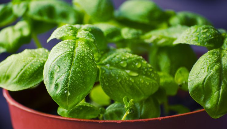 albahaca: aquí se explica cómo tener una planta saludable y exuberante durante todo el año