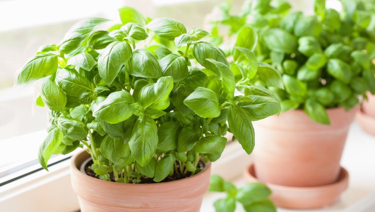 consejos para cultivar albahaca en macetas