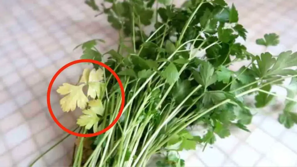 Hojas de perejil amarillentas, sólo con este truco volverán a ser como antes – Mis Consejos Jardinería