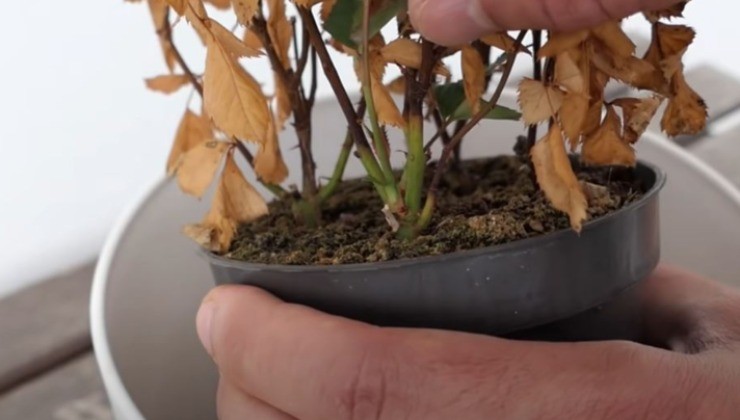 como revitalizar una planta seca y amarillenta