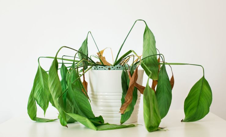 planta marchita