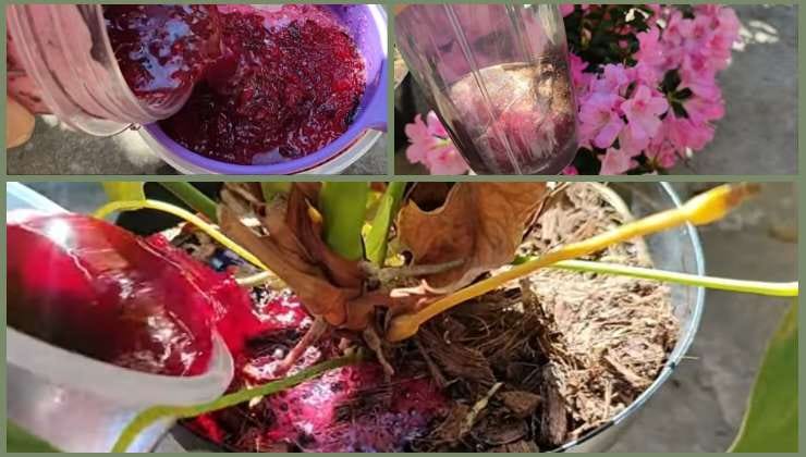 Remolacha para fertilizar plantas.