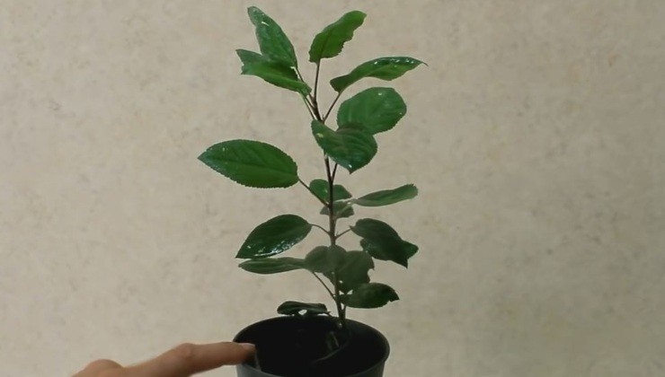 planta