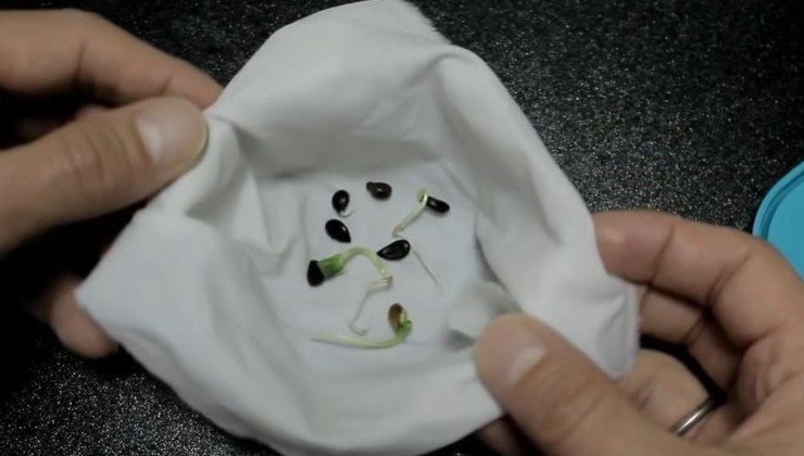 semillas de manzana