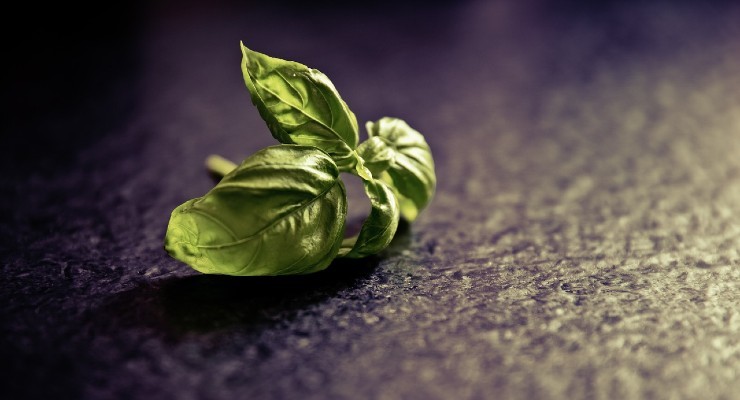 Albahaca podrida