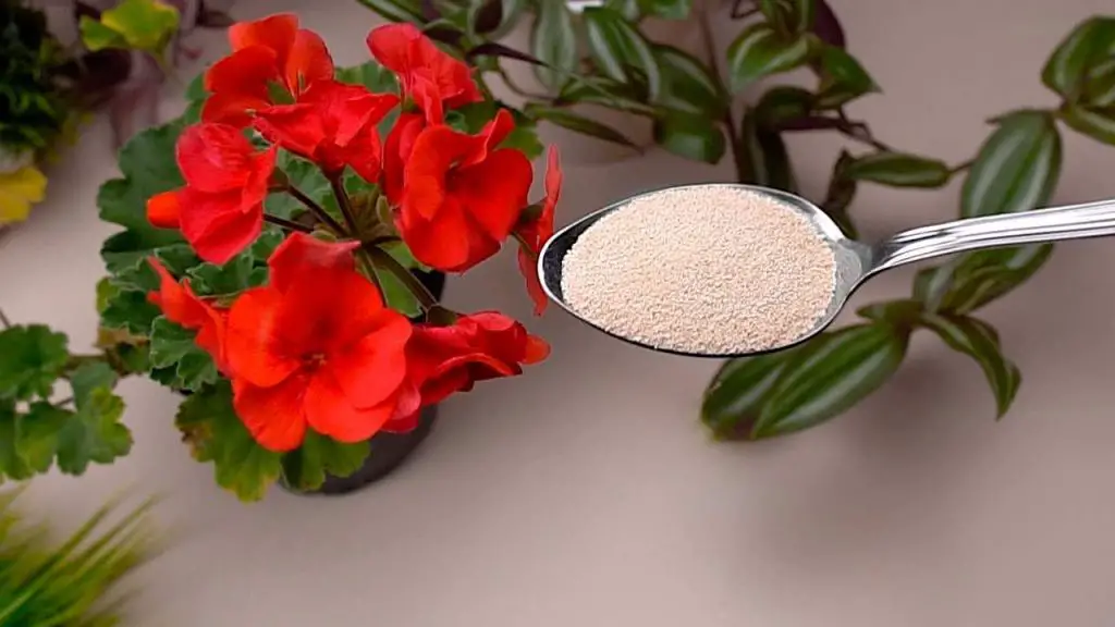 Permite que las flores florezcan durante todo el año con estos dos ingredientes naturales – Mis Consejos Jardinería