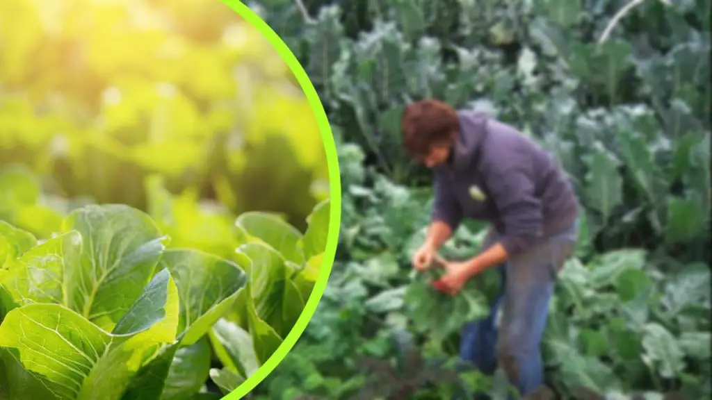 Plantas secas: si les echas este ingrediente ya no se marchitarán, ¡absurdo! – Mis Consejos Jardinería