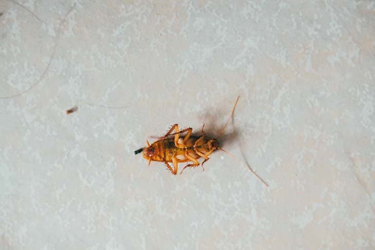 una cucaracha moribunda