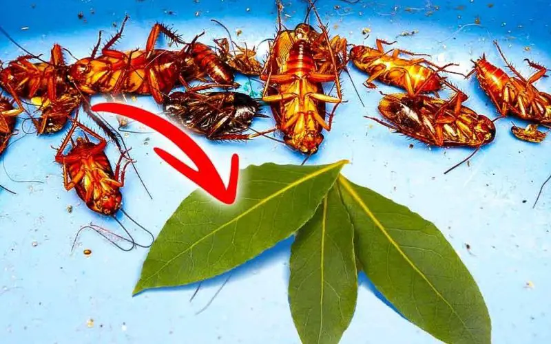5 soluciones efectivas para deshacerse de las cucarachas. Estos ingredientes comunes son muy útiles. – Mis Consejos Jardinería