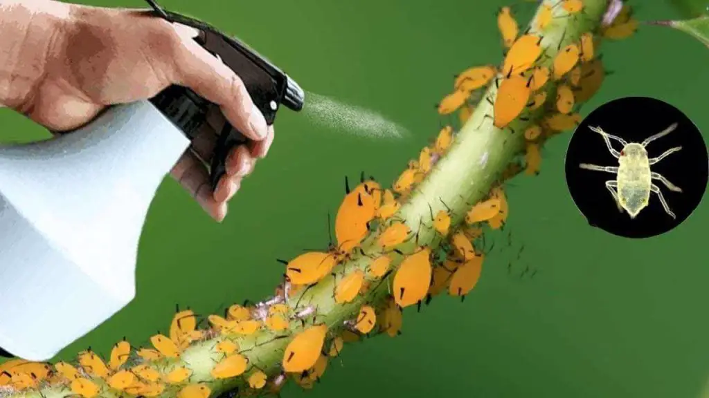 El insecticida natural más fuerte que existe: elimina pulgones y moscas blancas inmediatamente – Mis Consejos Jardinería