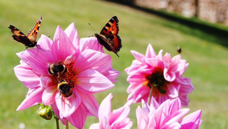 abejas y mariposas