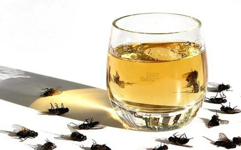 ¿Cómo deshacerse de los insectos con productos naturales? – Mis Consejos Jardinería
