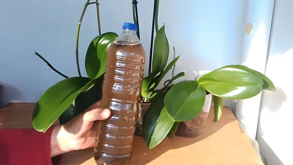 Haz esto a menudo para que todas las orquídeas florezcan profusamente: duran más – Mis Consejos Jardinería