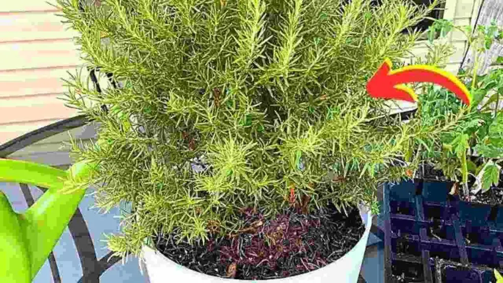 El consejo de los viveristas para hacer que el romero dure en macetas durante más de 10 años – Mis Consejos Jardinería