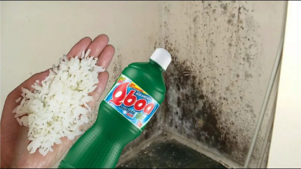 El truco natural para eliminar el moho de casa: desaparece en 1 hora sin químicos – Mis Consejos Jardinería