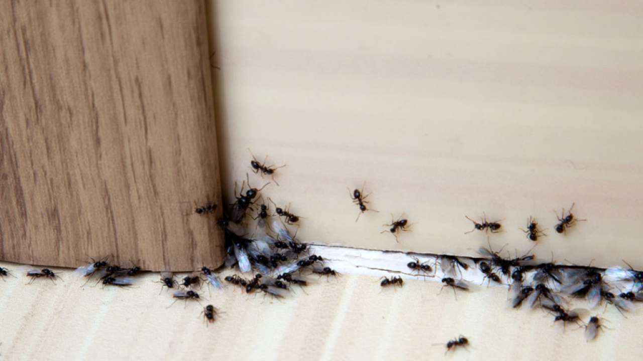 Insecticida natural 