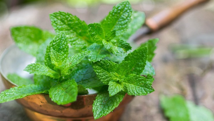 Hojas de menta