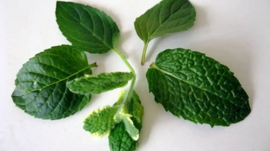 Deje 5 hojas de menta en la ventana antes de acostarse: he aquí por qué – Mis Consejos Jardinería