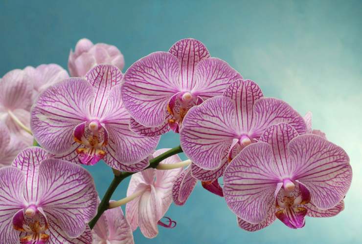 Orquídea