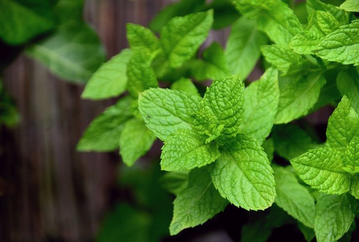 Planta de menta