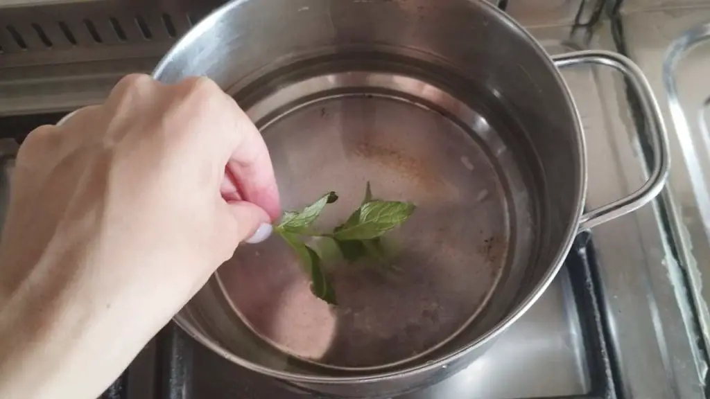 Hervir 3 hojas de menta en una olla: 10 minutos después esto sucede en la casa – Mis Consejos Jardinería