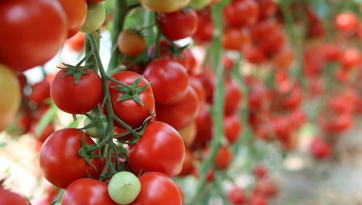 Cultivo de tomates de racimo