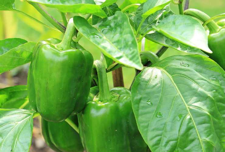 Pimiento