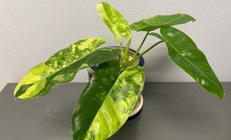 plantas amarillentas