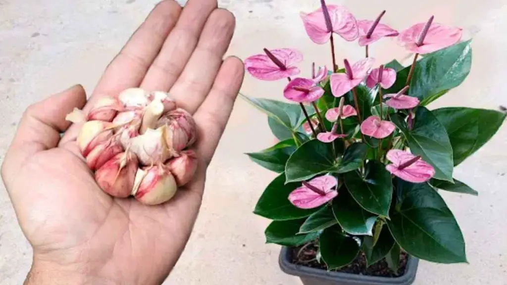 Una rodaja en las plantas y te costará creer los resultados: son inmediatos – Mis Consejos Jardinería