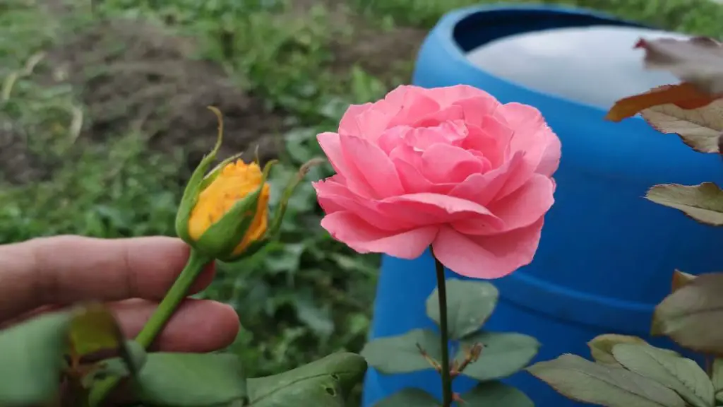 Cómo injertar una rosa en otra variedad: el truco finalmente revelado – Mis Consejos Jardinería