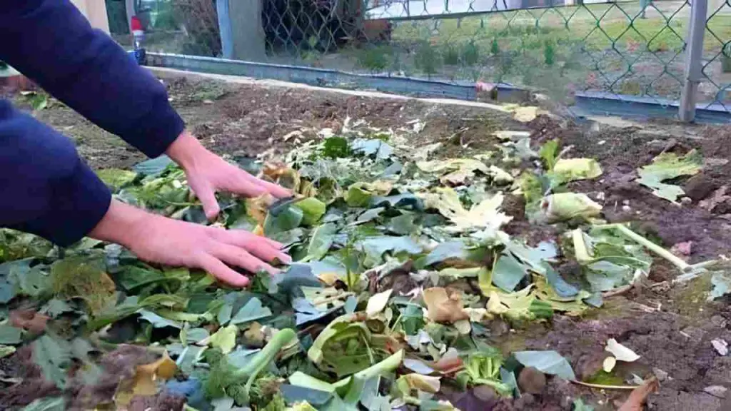 No tires los restos de plantas de jardín, valen oro si las reutilizas así – Mis Consejos Jardinería