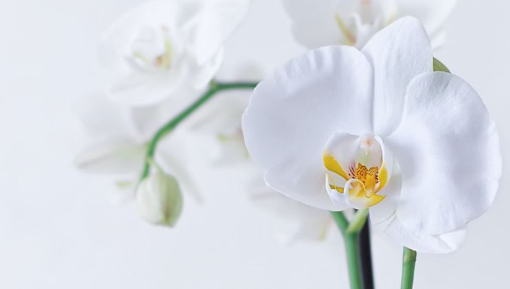orquídea saludable