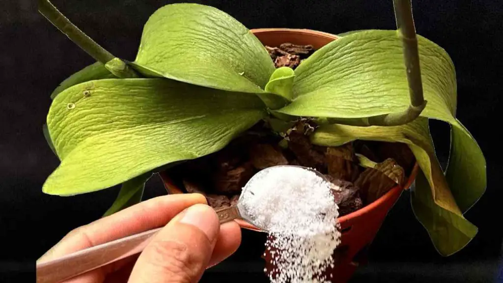 Todas las plantas marchitas revivirán de esta manera: solo una cucharada – Mis Consejos Jardinería