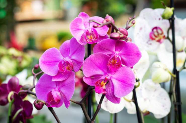 Orquídea