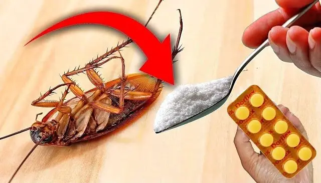 He aquí por qué no debes aplastar una cucaracha en tu casa – Mis Consejos Jardinería