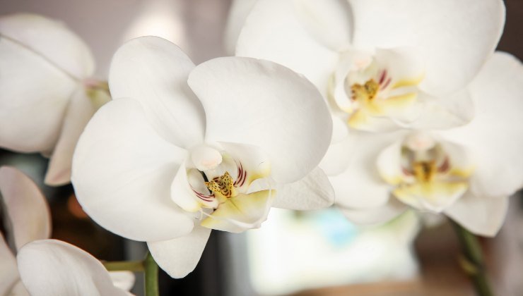 Orquídea