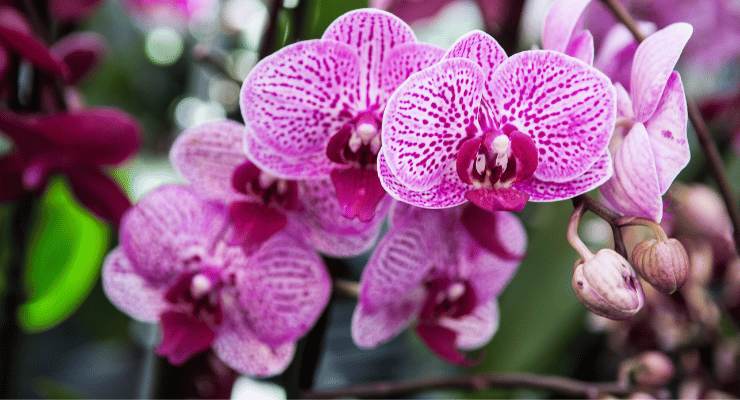 Orquídea