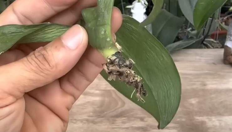 orquidea sin raices
