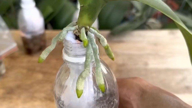 revivir una orquidea sin raices