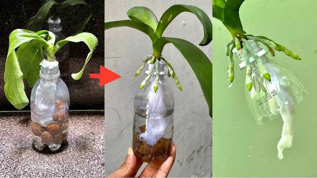 Haz esto y nunca más te preocuparás por revivir una orquídea sin raíces. – Mis Consejos Jardinería