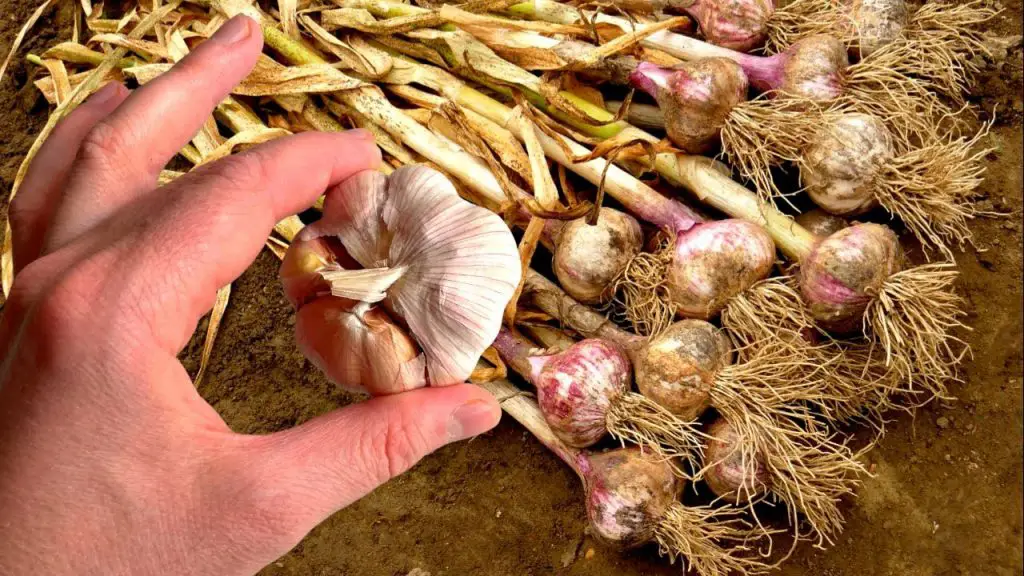 Este es el peor lugar posible para almacenar ajo. Puede germinar y volverse amargo. – Mis Consejos Jardinería