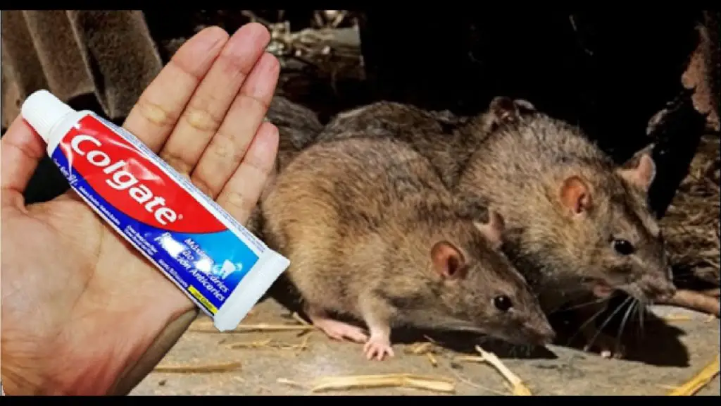 ¿Cómo mantener a los ratones y ratas alejados de la casa? Solo limpia el suelo con este producto que todo el mundo tiene