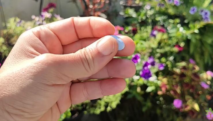 Píldora multivitamínica para cultivar plantas